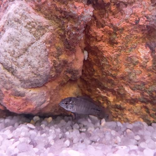 Apistogramma Borelli Yellow Head Live Tropical Aquarium Fish Tank