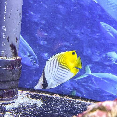Auriga Butterfly marine fish