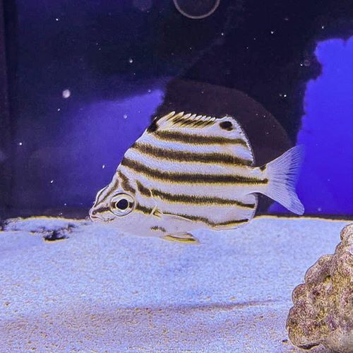 Australian Stripey