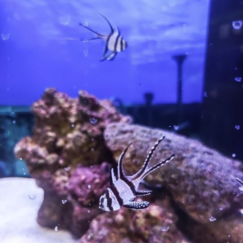 Banggai Cardinal marine fish reef safe