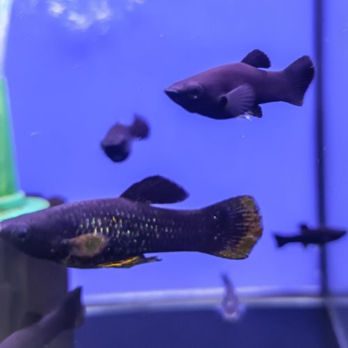 Black Molly Livebearer Live Tropical Fish Aquarium
