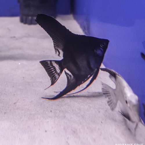 Black Pinoy Angelfish