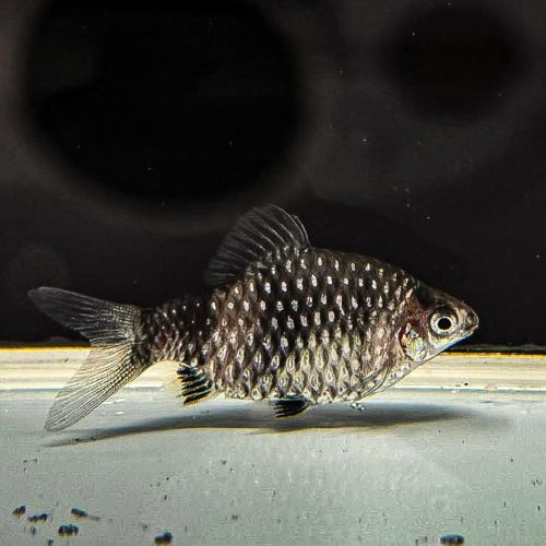 Black Ruby Barb