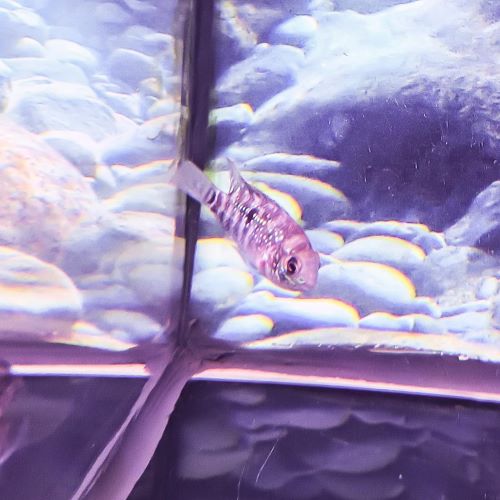Blue Acara