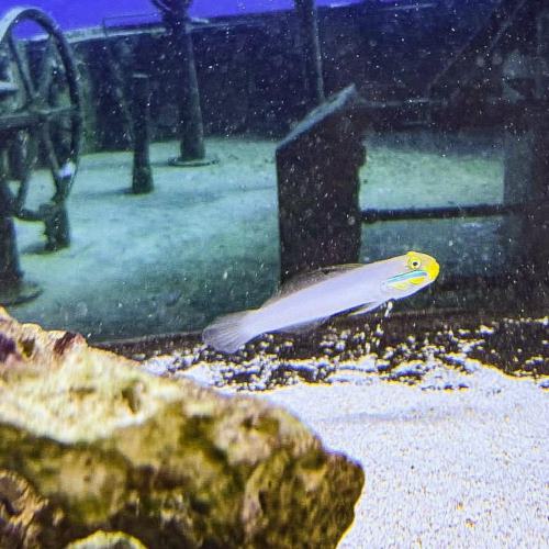 Blue Cheek Goby