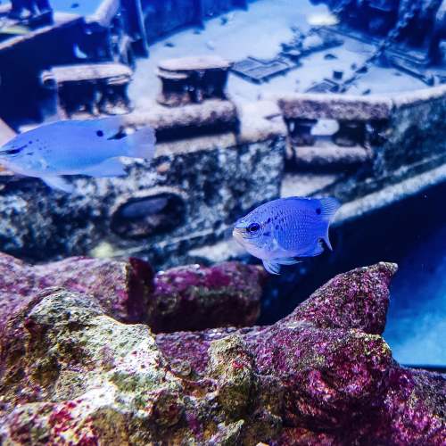 Blue Damselfish