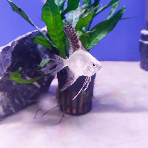 Bulgarian Seal Point Angelfish live tropical aquarium fish
