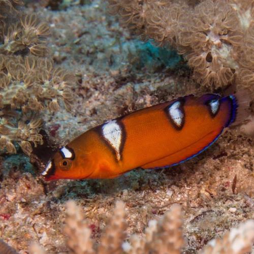Clown Wrasse