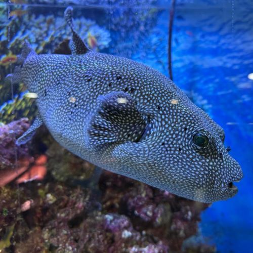 Guineafowl / Spotted Dogface Puffer