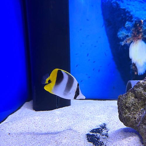 Double Saddle Butterflyfish