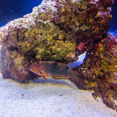False Leopard Wrasse Reef Safe Marine Fish