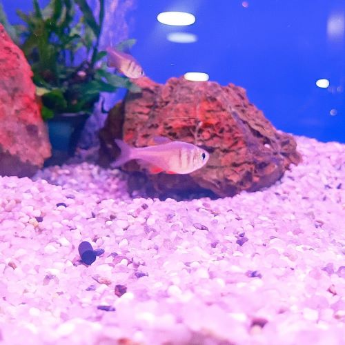 Flame Tetra Live Tropical Aquarium Fish