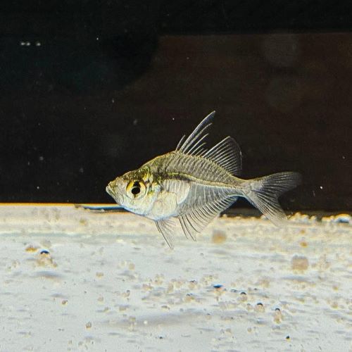 Glass Fish Parambassis ranga