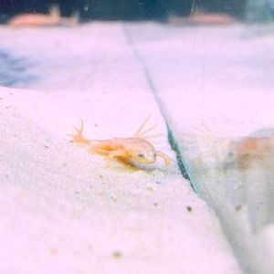 Gold African Dwarf Frog