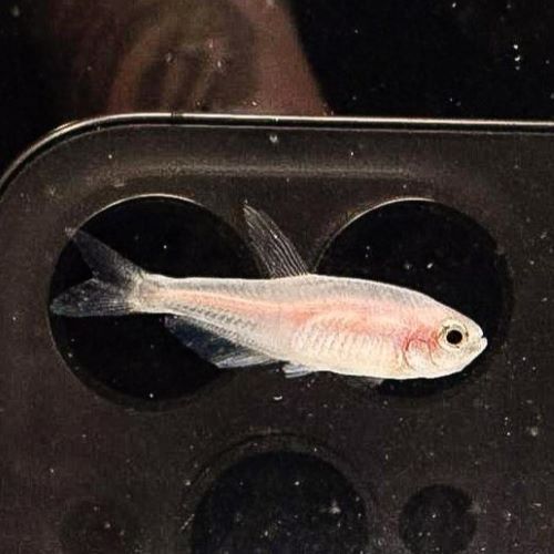 Gold Emperor Tetra tropical fish aquarium