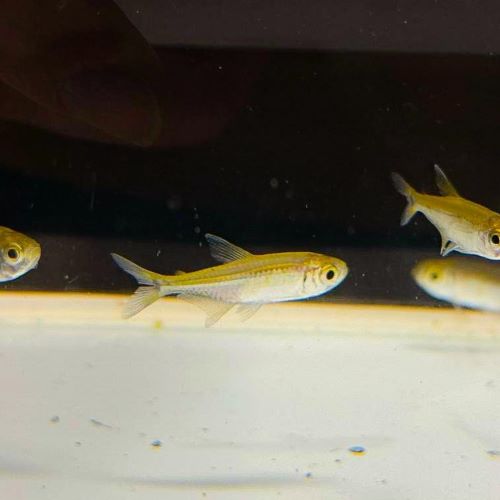 Gold Tetra Live Tropical aquarium fish tank
