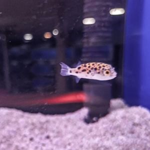 Green Spotted Puffer