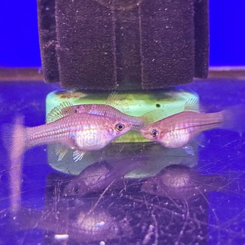 Green Swordtail