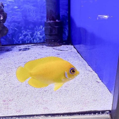 Lemon Peel Angelfish marine