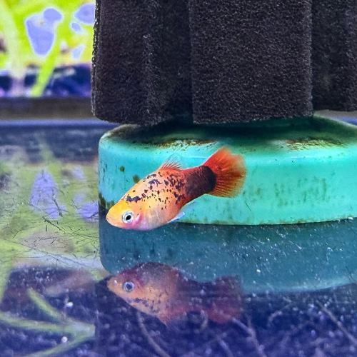 Moscow Platy Platies
