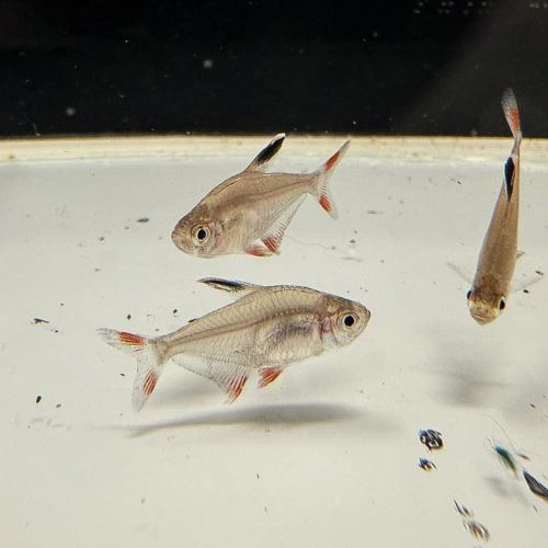Ornate Tetra
