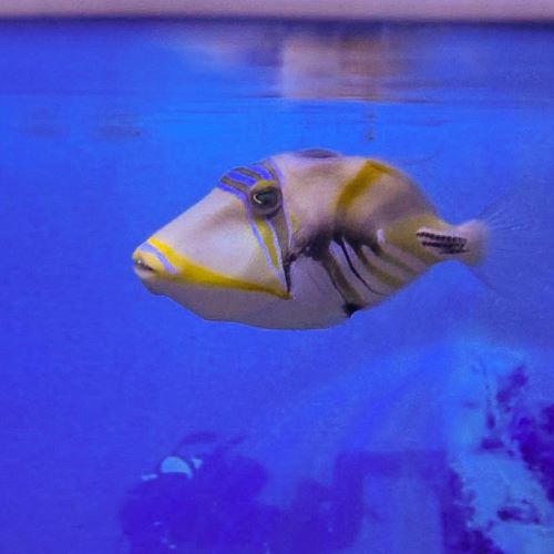 Picasso Triggerfish Marine Fish