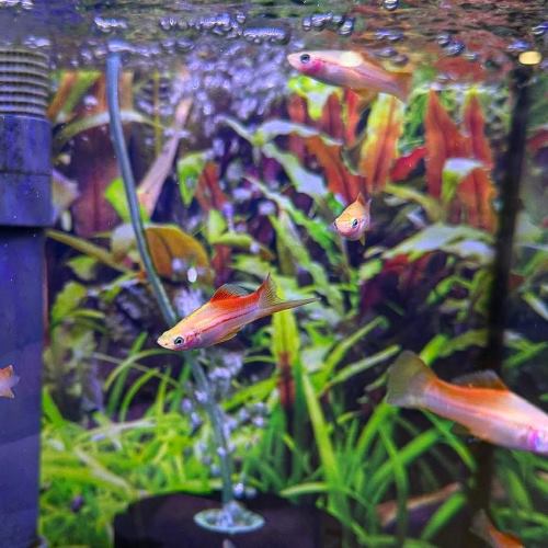 Pineapple Swordtail