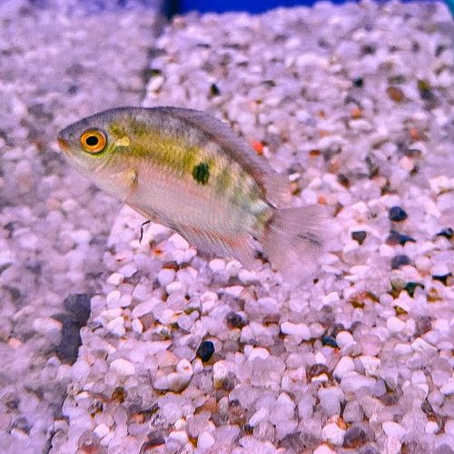 Rainbow Cichlid