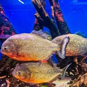 Red Bellied Piranha