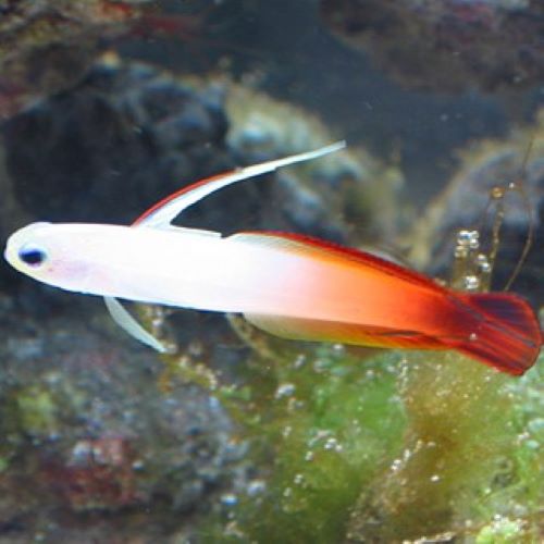 Red Firefish