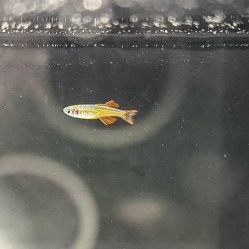 Red Neon Rainbowfish