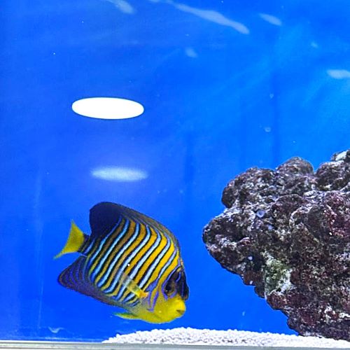 Regal Angelfish - West Indian Ocean