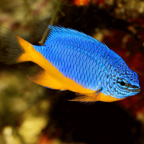 Regal Damselfish