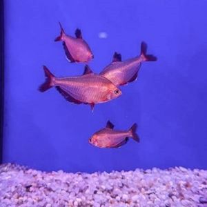 Serpae Tetra