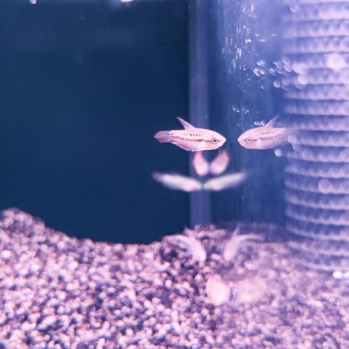 Sparkling Gourami
