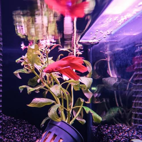 Veiltail Betta