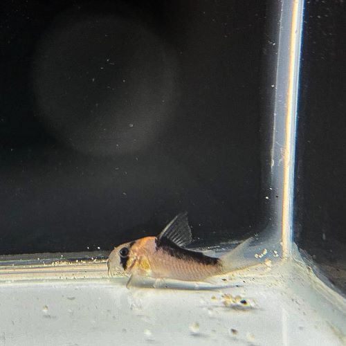 Adolfoi Corydora