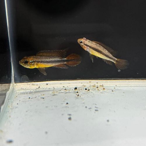 Apistogramma Agassizii Red Gold