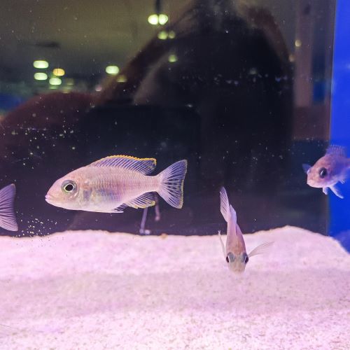 Assorted Peacock Cichlids 4-5cm