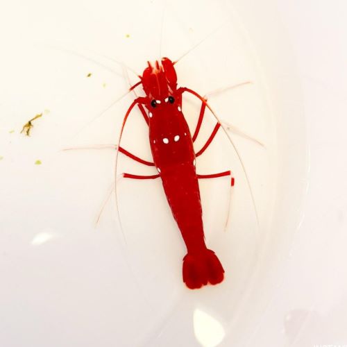 Fire shrimp