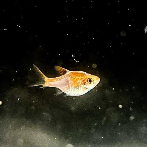 Gold Harlequin Rasbora