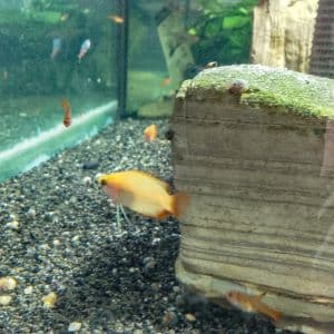 Gold Honey Gourami