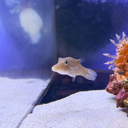 Honeycomb Toby Puffer
