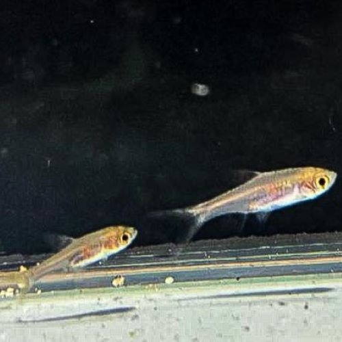 Lambchop Rasbora