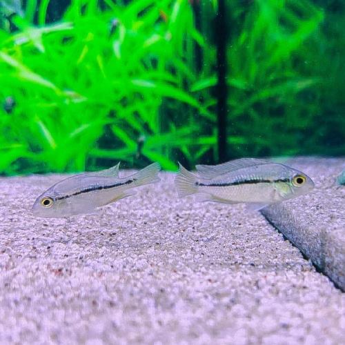 Nicaraguan Cichlid