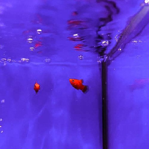 Red Platy