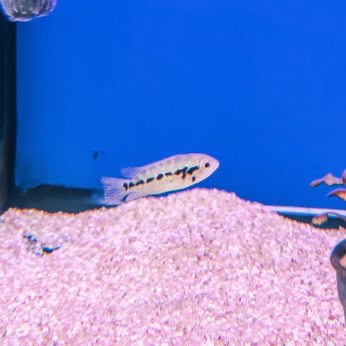 Red Tiger Cichlid