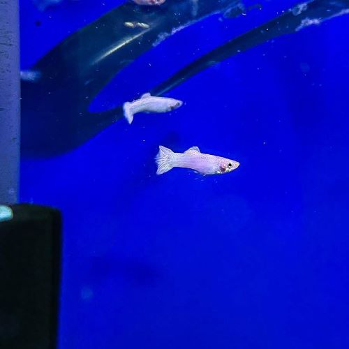 Snow White Guppy