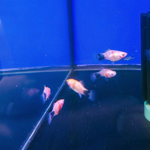 Tiger Platy