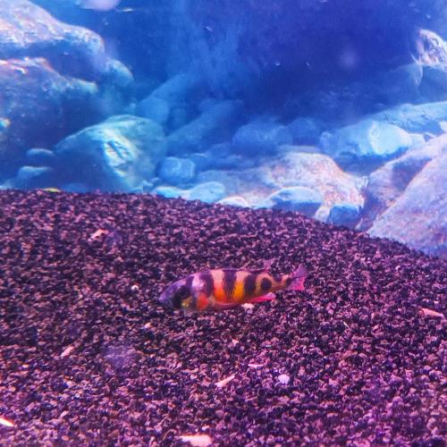 Zebra Obliquidens Cichlid
